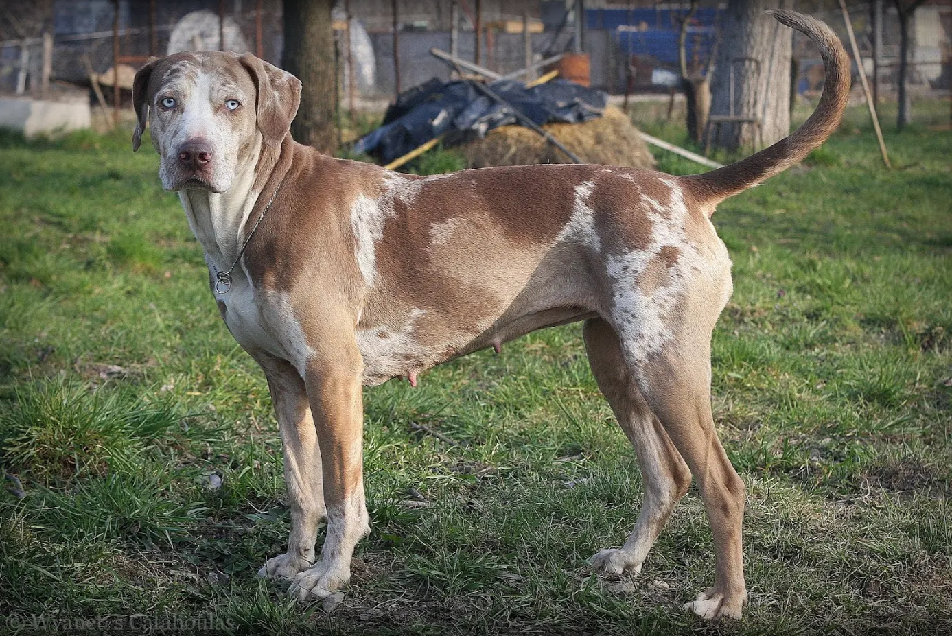 leopardo catahoula