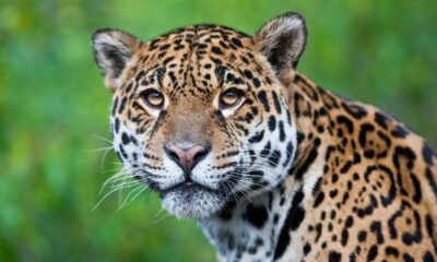 leopardo guepardo