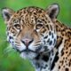 leopardo guepardo