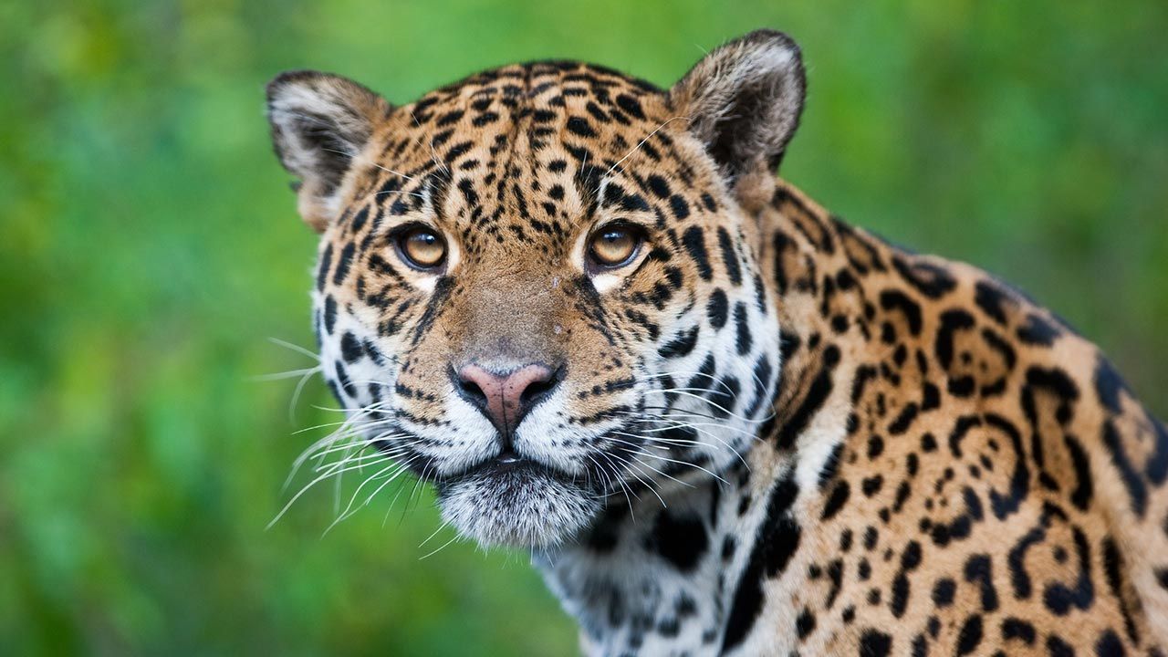 leopardo guepardo