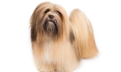 lhasa apso