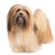 lhasa apso