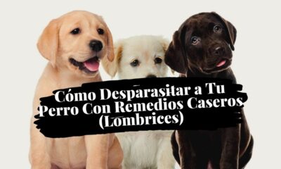 lombrices perros