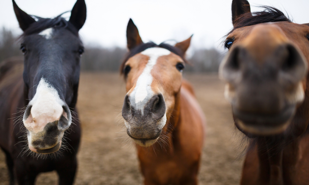 los caballos