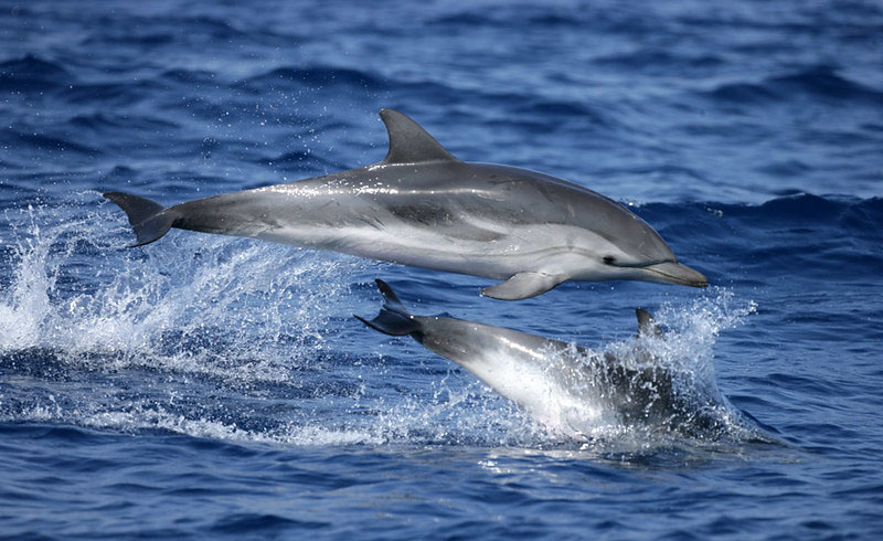 los delfines