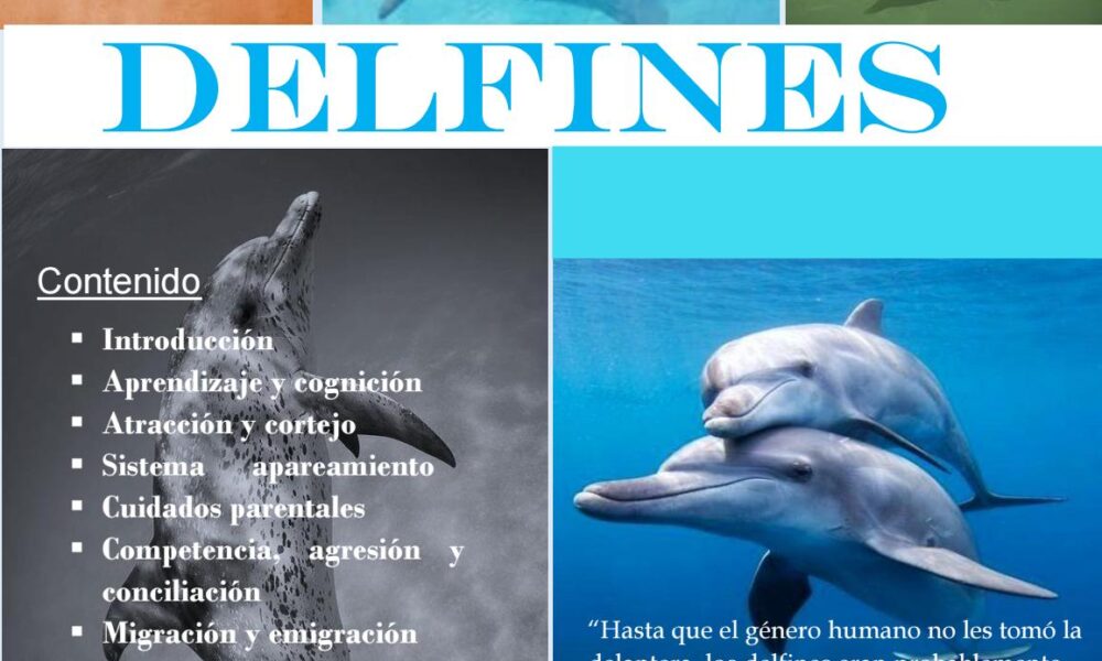 los delfines