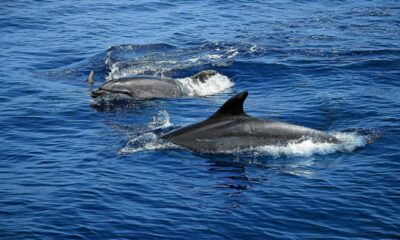 los delfines