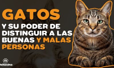 los gatos