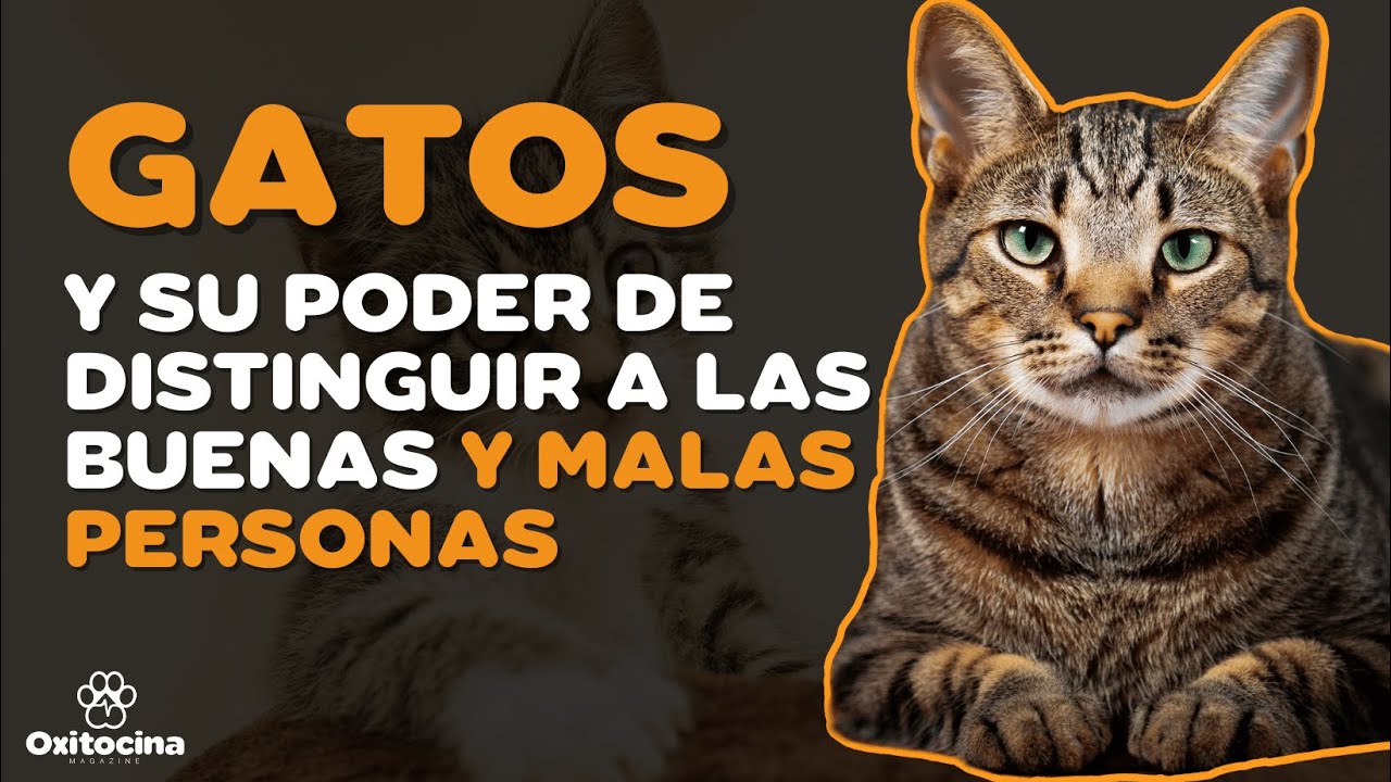 los gatos