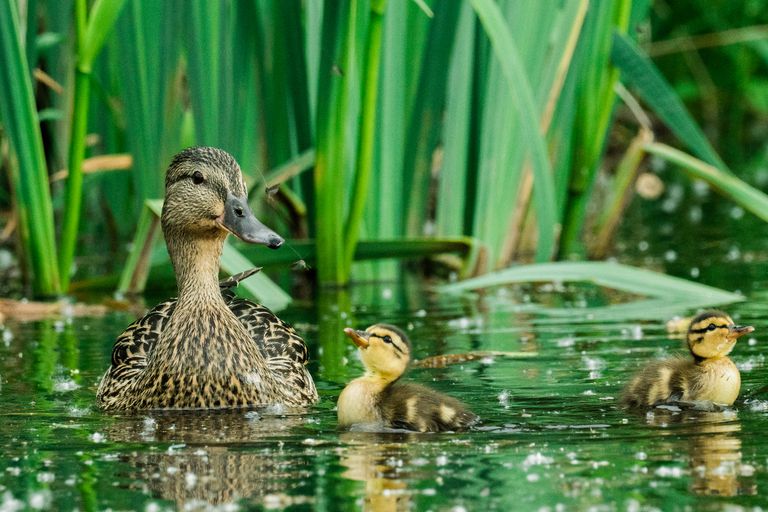 los patos