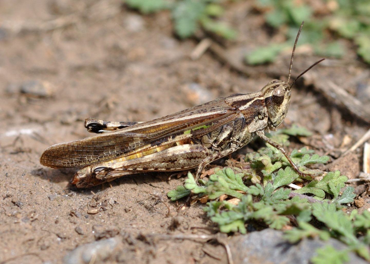 los saltamontes