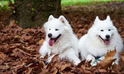 los samoyedos