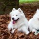 los samoyedos