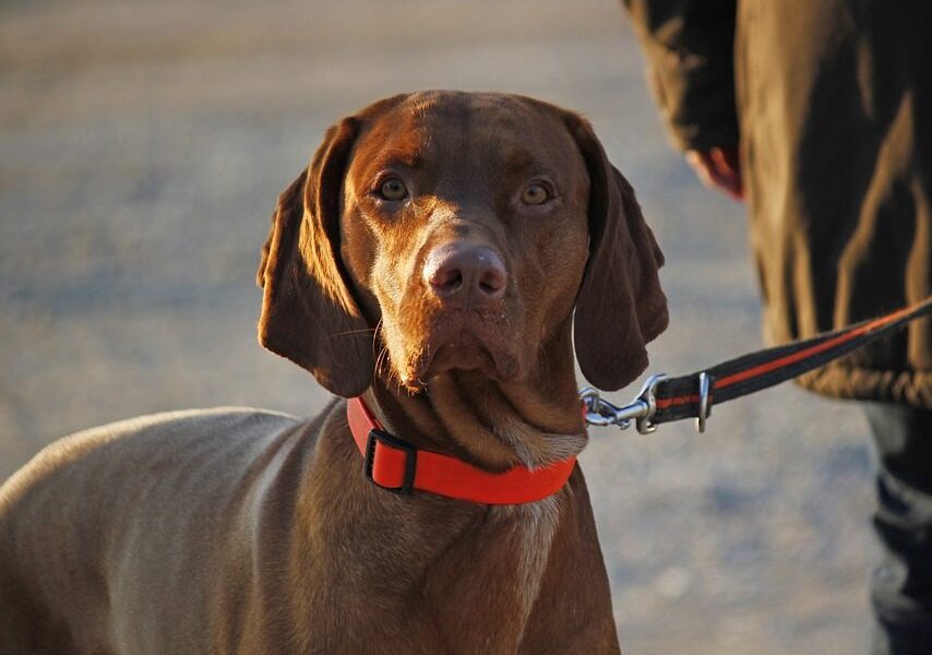 los vizslas