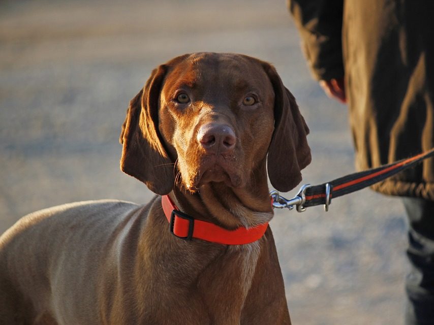 los vizslas