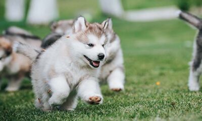 malamutes alaska