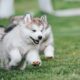 malamutes alaska