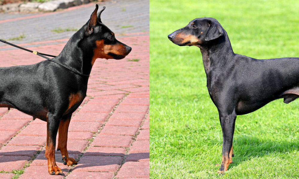 manchester terrier