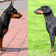 manchester terrier