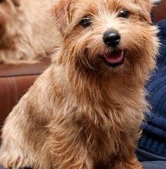 norfolk terrier