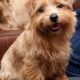 norfolk terrier