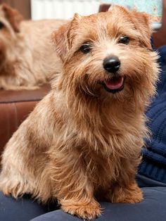 norfolk terrier