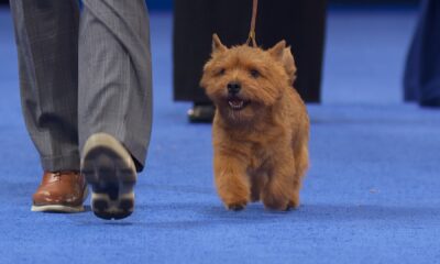 norwich terrier