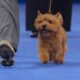 norwich terrier