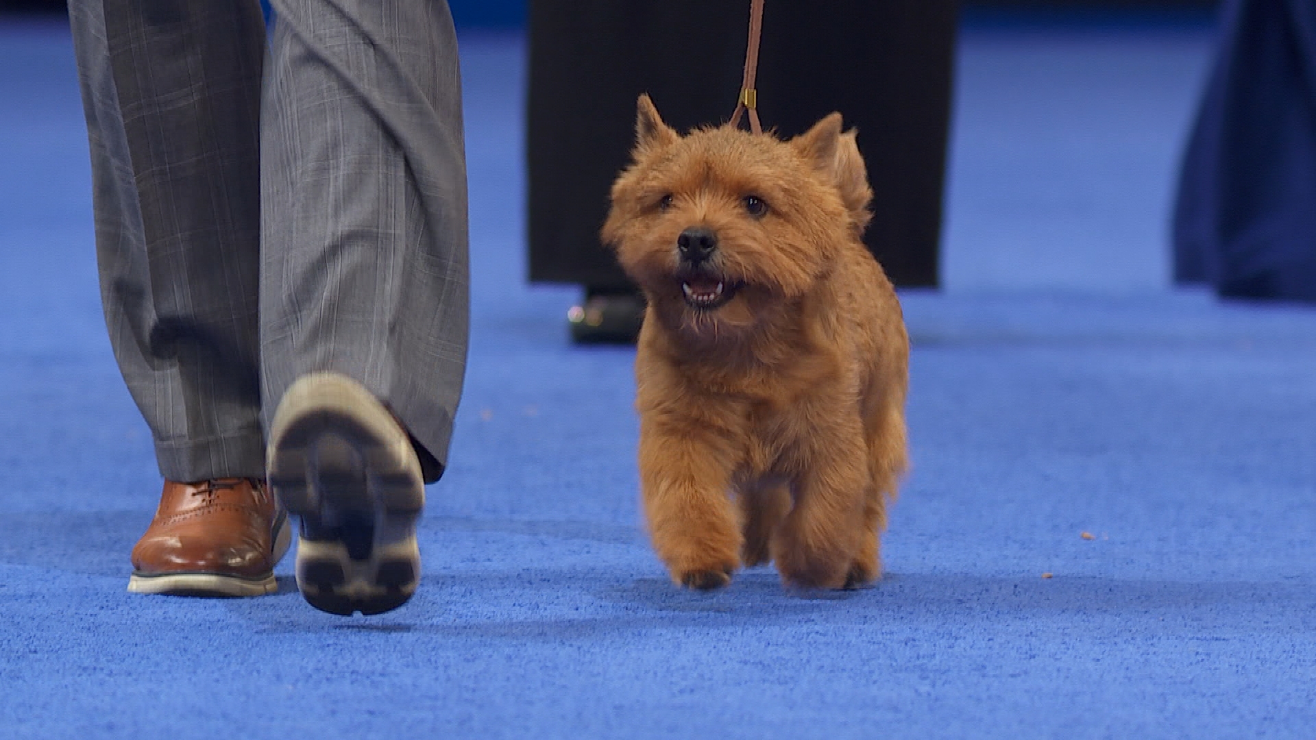 norwich terrier