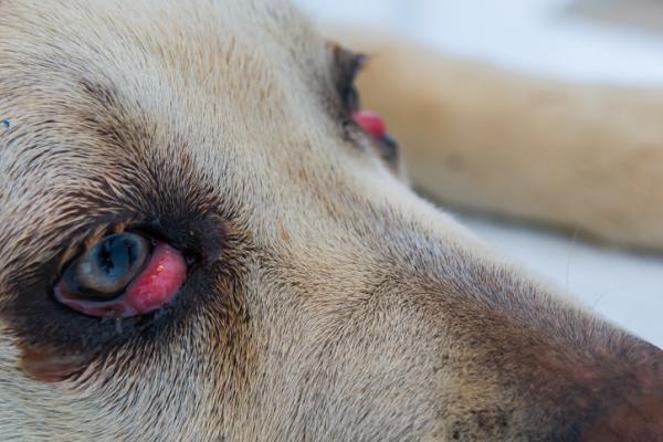 ojos hinchados