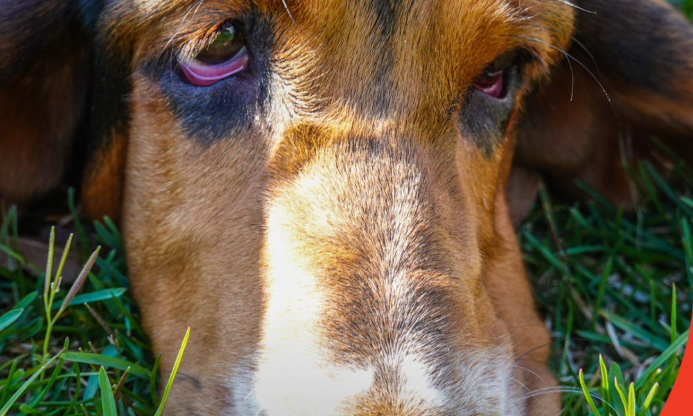 otitis perros