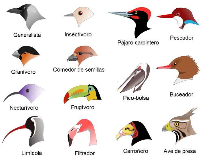 pajaros pico