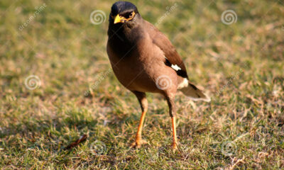 pajaros pico