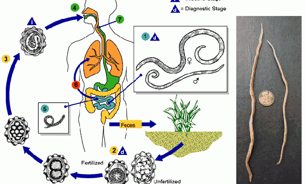 parasitos intestinales