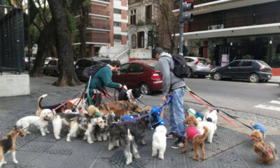 paseador perros