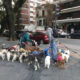 paseador perros