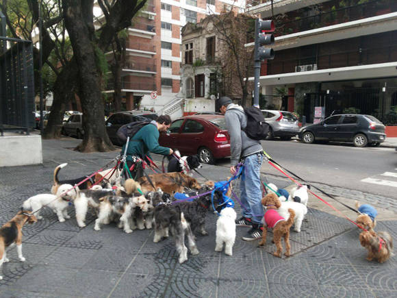 paseador perros