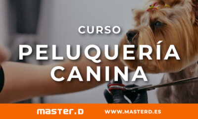 peluqueria canina