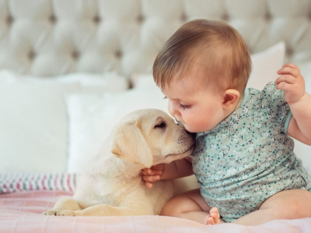 ¿Por qué mi perro mayor bebe tanta agua? Causas y soluciones Todo sobre tu mascota