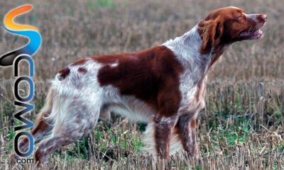 perro breton