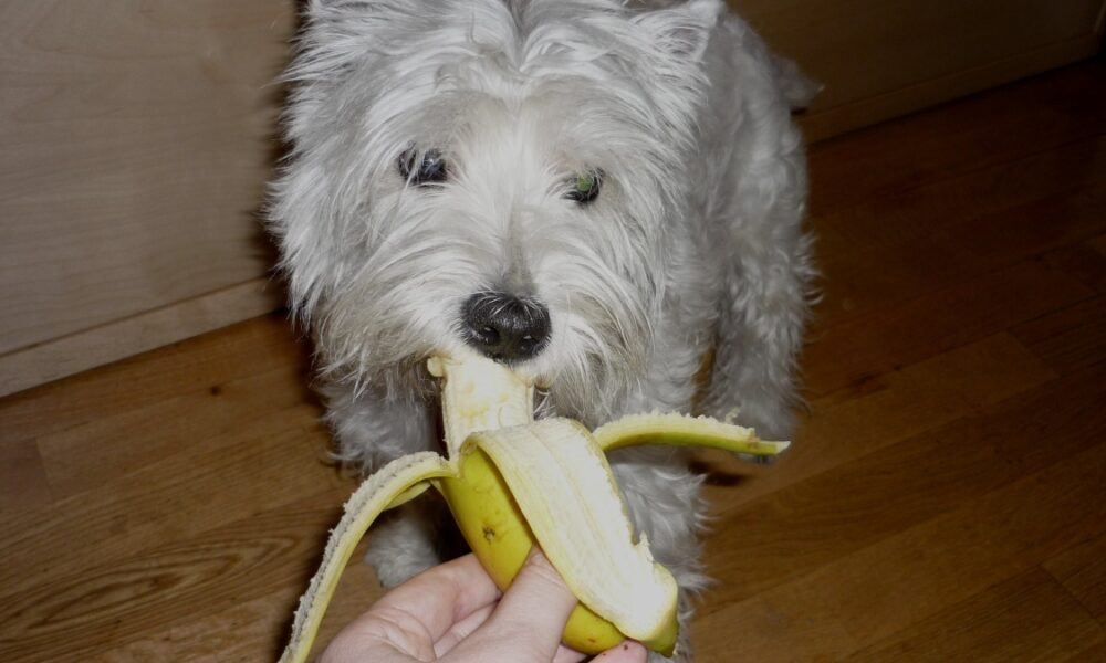 perro comer