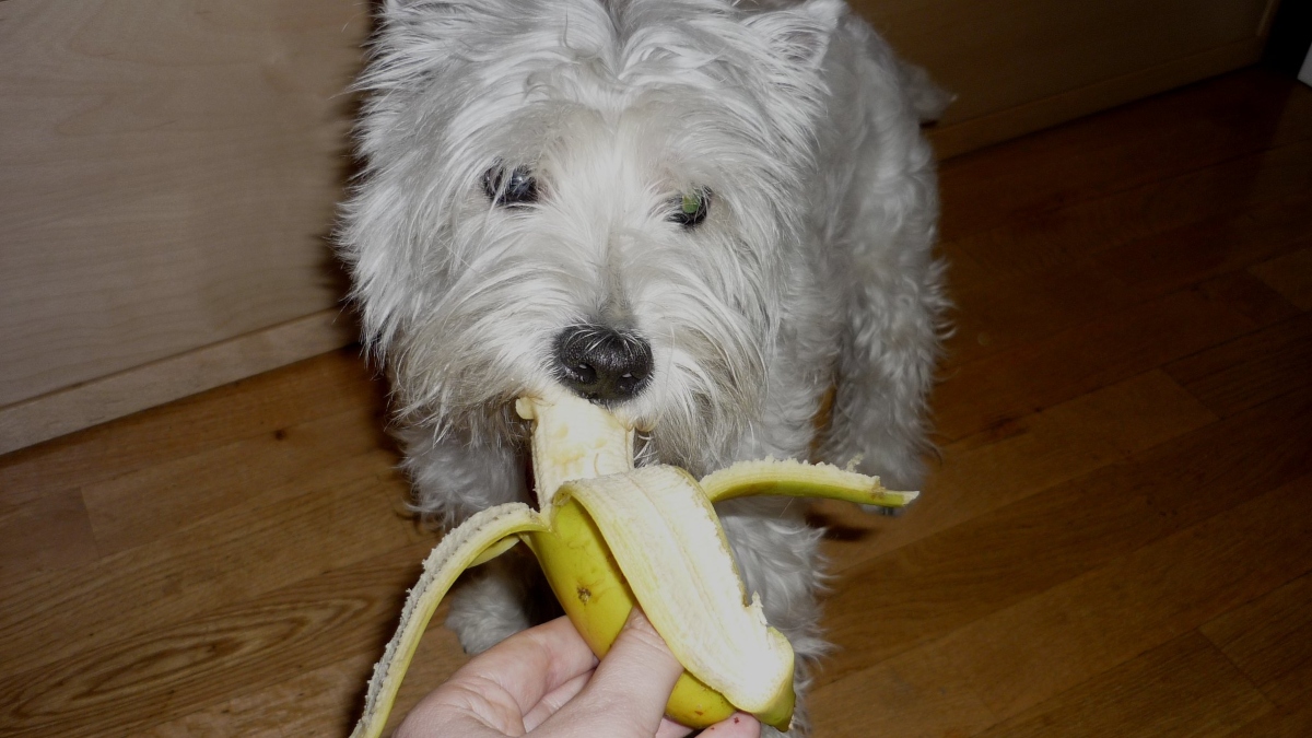 perro comer