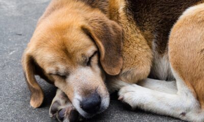 perro dormir