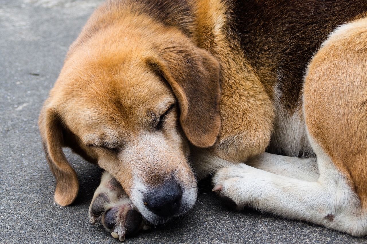 perro dormir