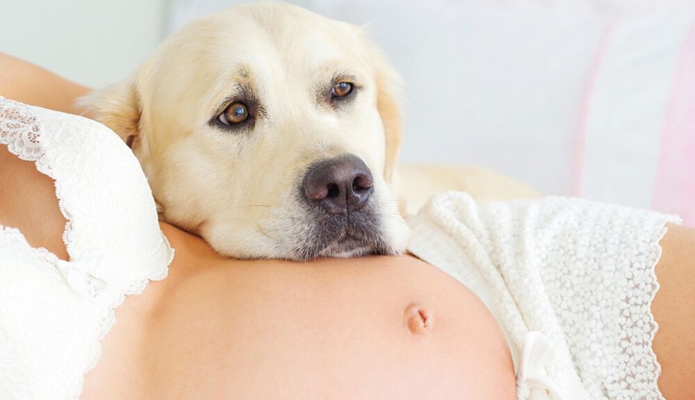 perro embarazada