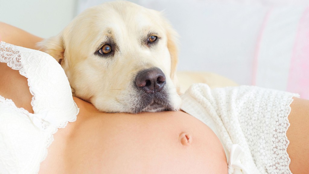 perro embarazada