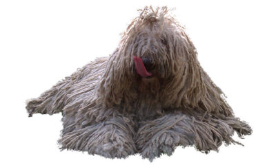 perro komondor