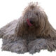 perro komondor