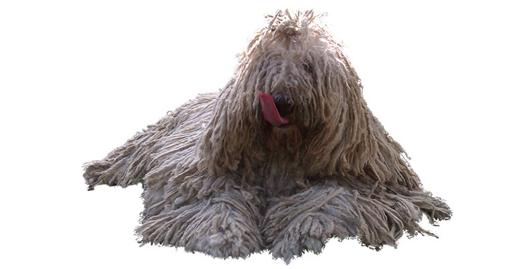 perro komondor