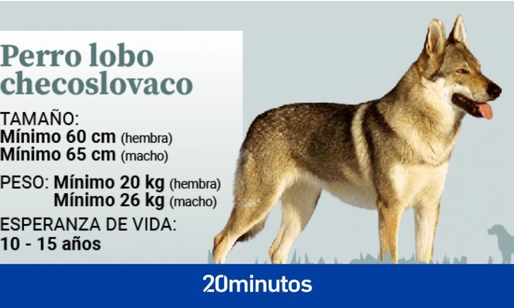 perro lobo